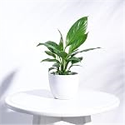 UGAOO Apple Ceramic Pot (Small, White) – (10cm x 10cm x 8cm)