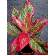 PlantaZee lipsstick aglonima Natural Live Plant in Pot
